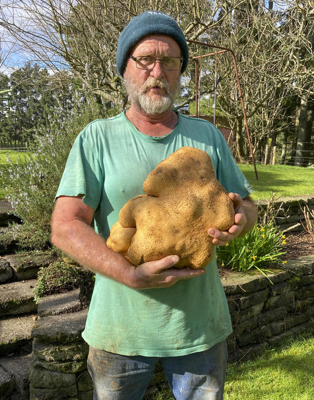 New Zealand Huge Potato 