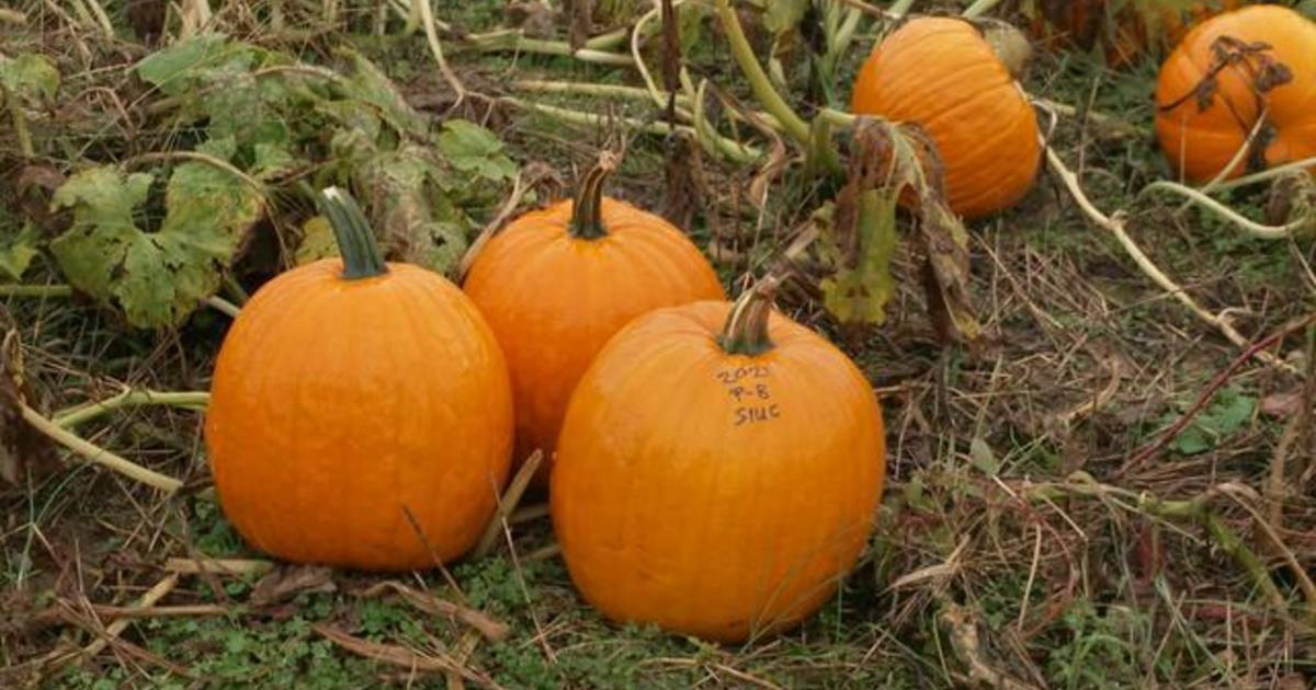 Scientists develop heat-tolerant pumpkins to withstand climate change — and "save a particular way of American life" - CBS News