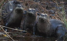 Extended Nature Video: Otters in North Carolina 