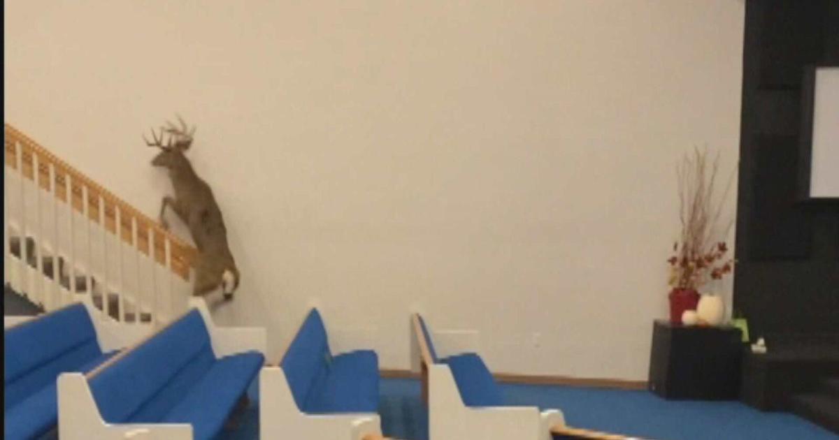 Video shows buck taking shelter inside Michigan church on state's first day of hunting season