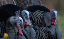 Nature: Turkeys of Ohio (Extended Video) 