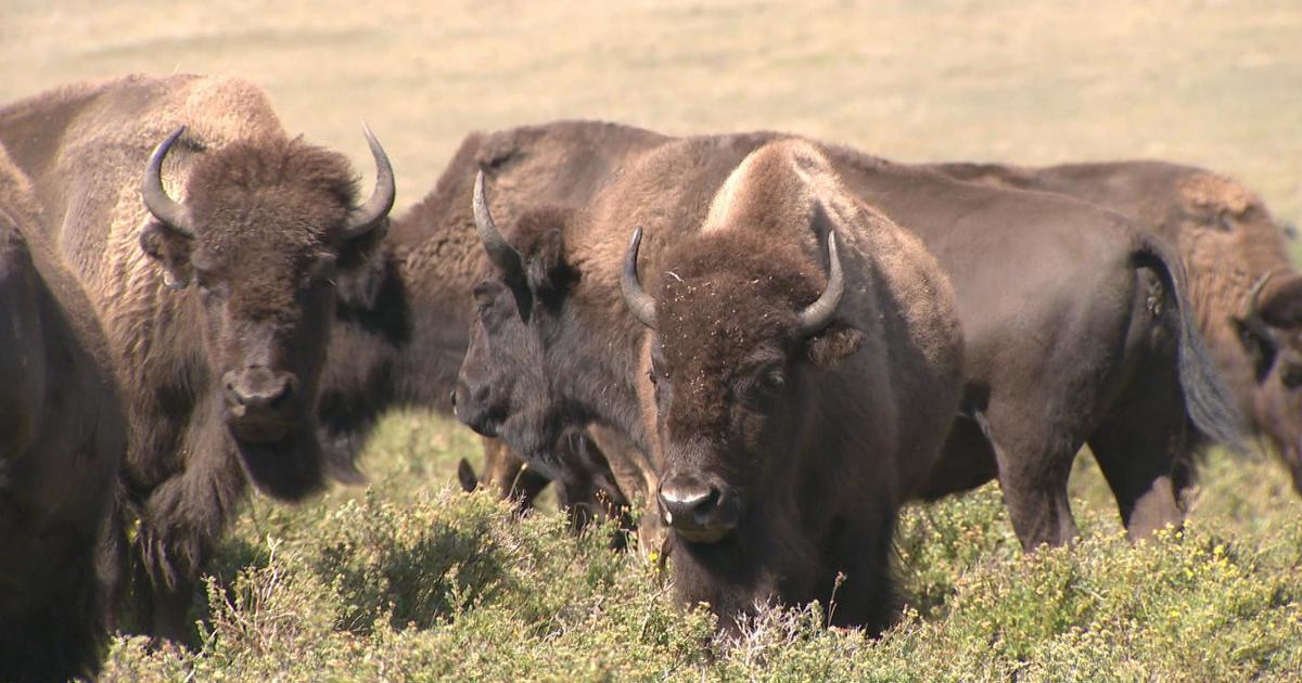How one Native American tribe is working to restore Montana's buffalo population