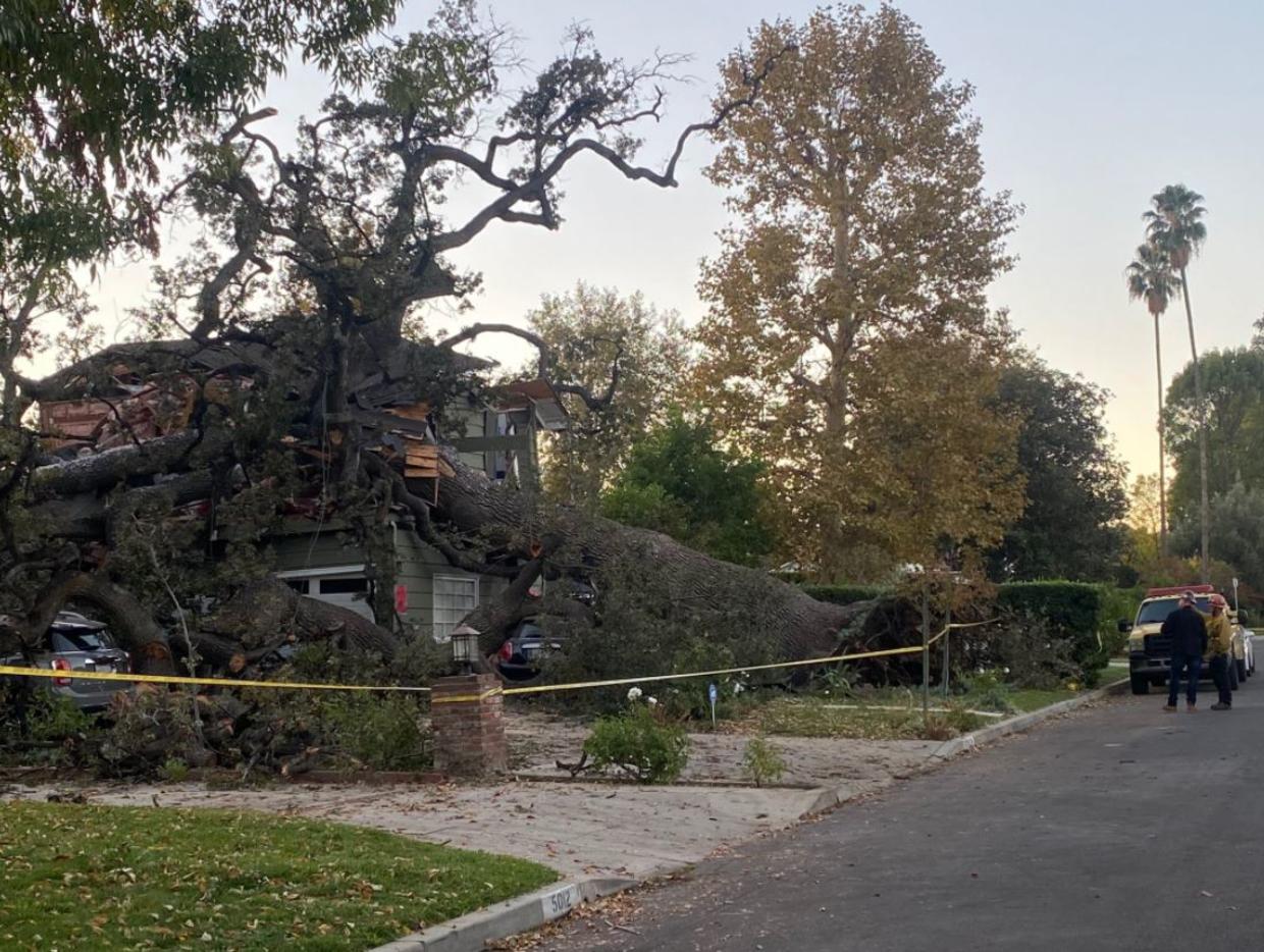 Man Killed After Large Oak Tree Topples Onto Encino Home Cbs Los Angeles