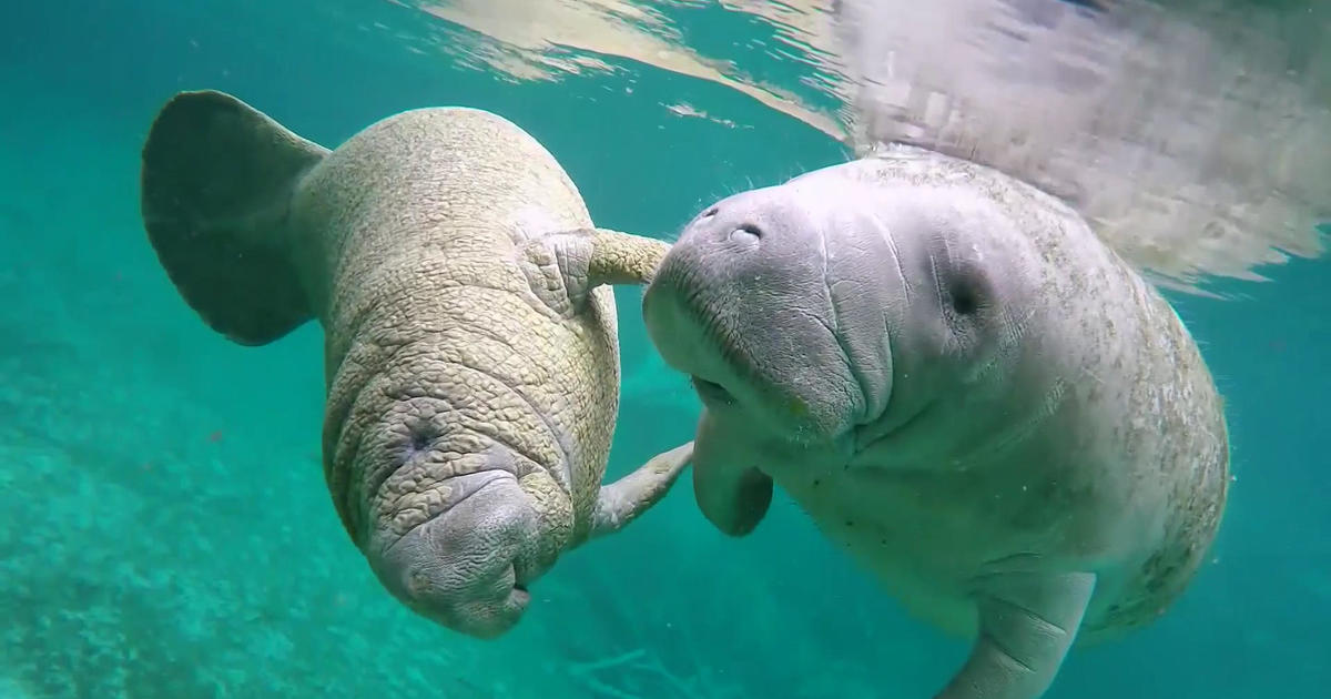 Groups hope to save Florida's manatees amid record deaths