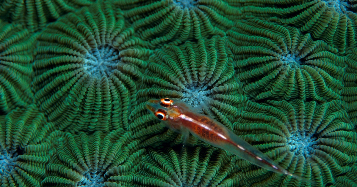 Bizarre coral reef sounds offer hope of recovery after destruction