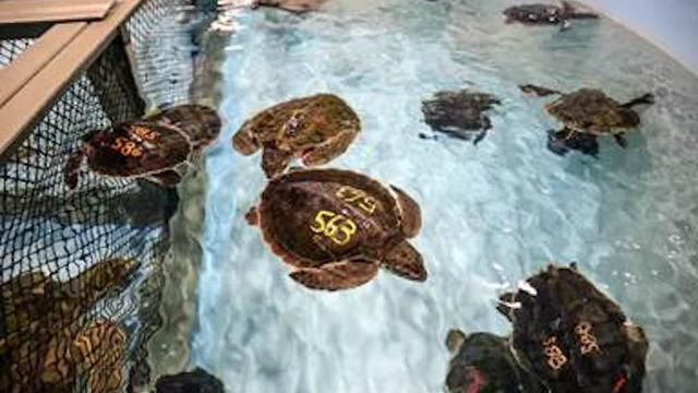 Rescued-turtles-New-England-Aquarium.jpg 