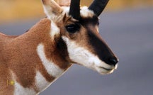 Nature: Pronghorn antelope 