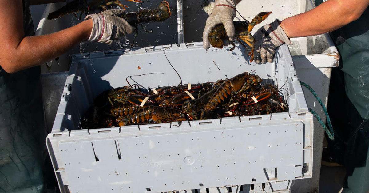 Maine's lobster industry is thriving thanks to climate change — but it won't last if the waters continue to warm