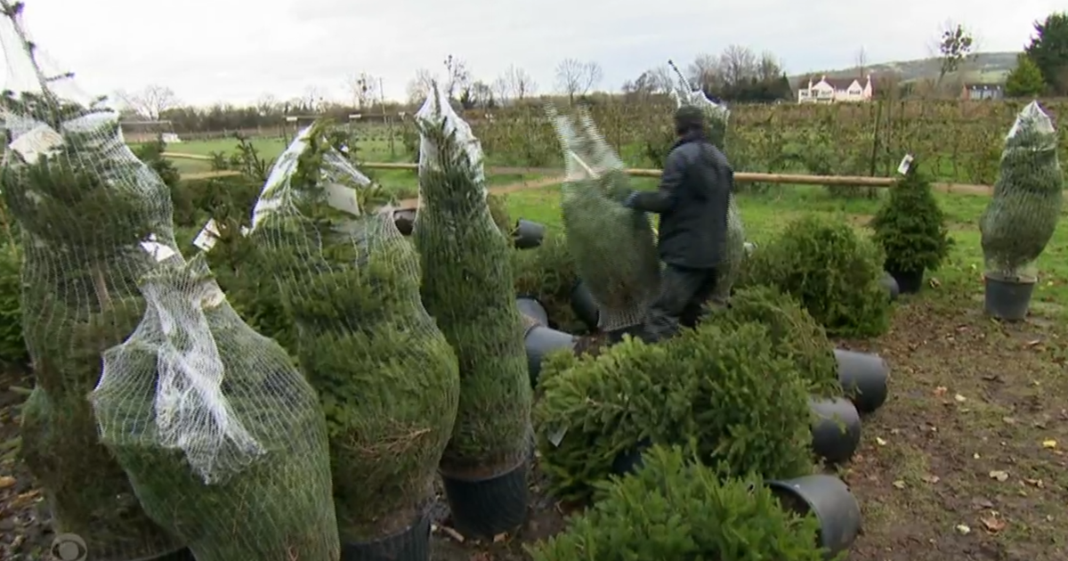 Tree rentals provide eco-friendly alternative to holiday tradition - Vimarsana News