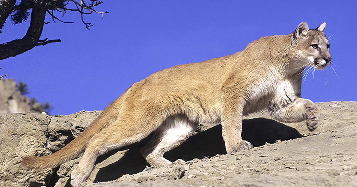 Woman's dog saves her from mountain lion attack