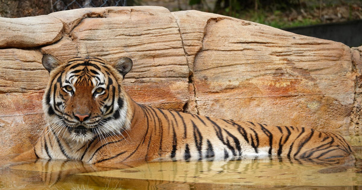Tiger in Florida zoo shot to death after grabbing man's arm