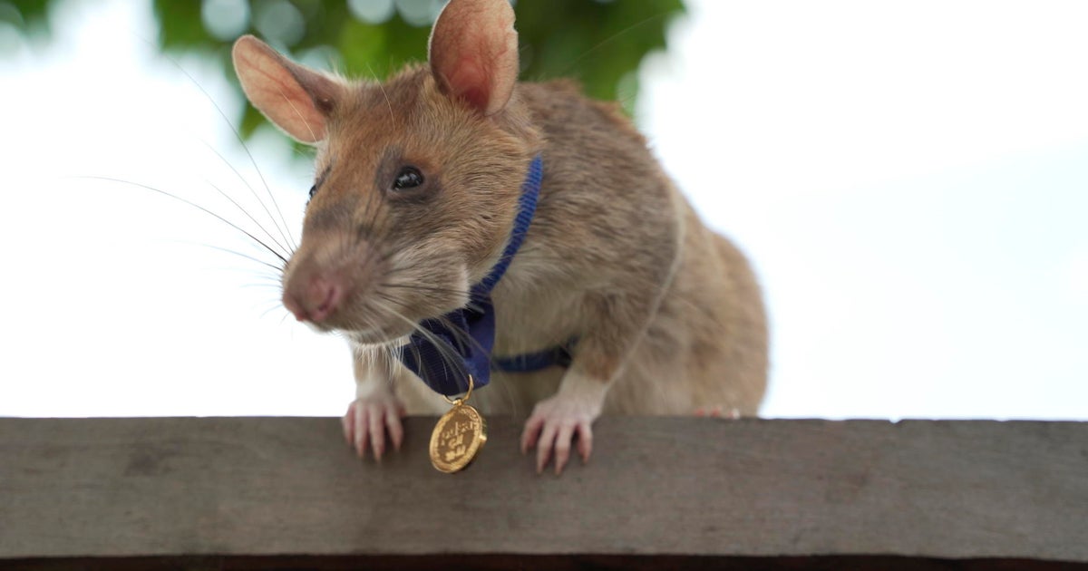 Magawa, the "hero rat" who sniffed out dozens of landmines in Cambodia, has died - Vimarsana News