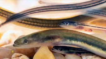 The shocking truth about eels 