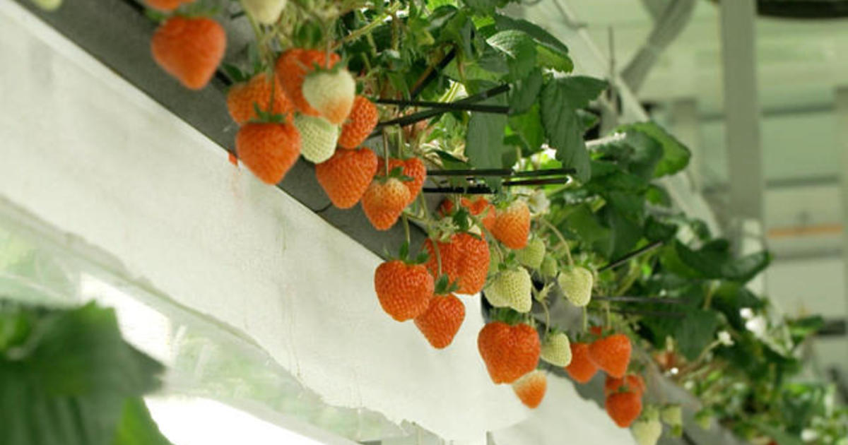 Could these $50 omakase strawberries revolutionize American produce?