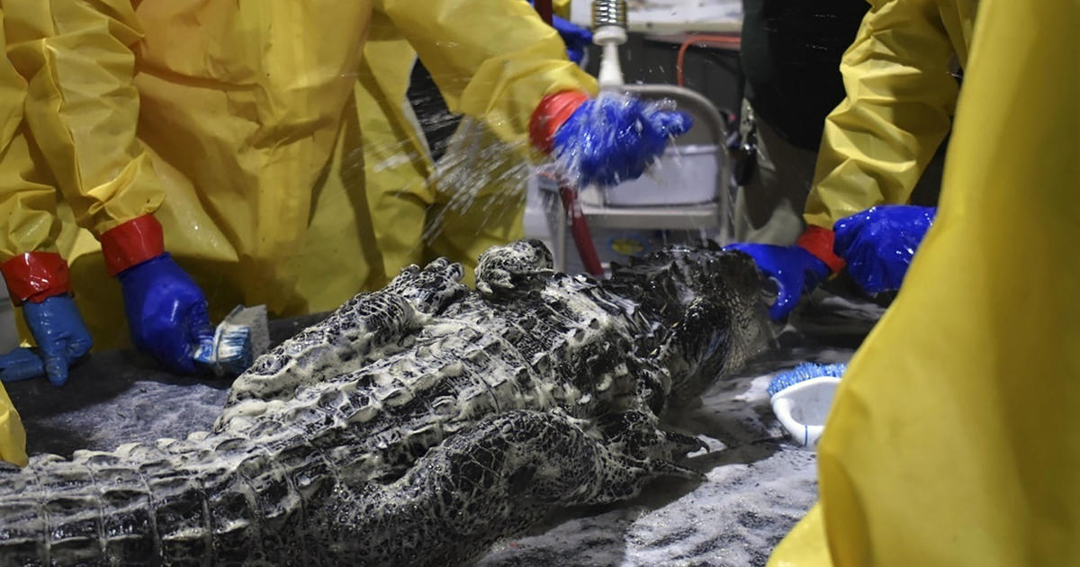 Dozens of alligators scrubbed, 3 euthanized after massive diesel spill that killed thousands of animals near New Orleans