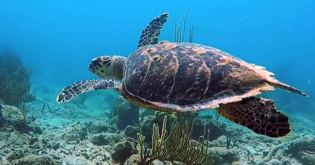 Nature: British Virgin Islands