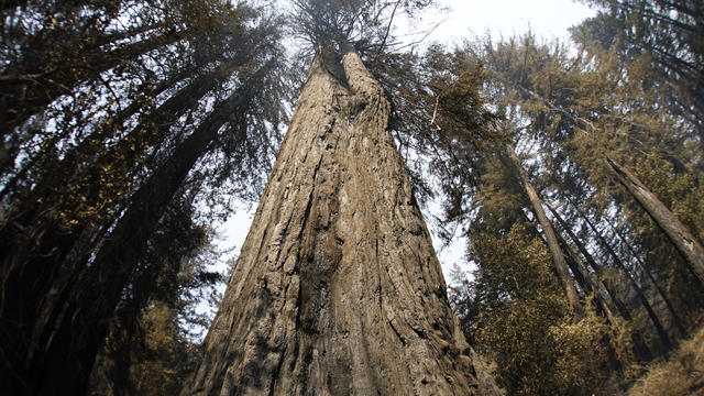 California Wildfires Redwoods 