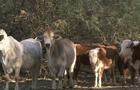 cbsn-fusion-cattle-ranchers-innovate-amid-historic-drought-thumbnail-882421-640x360.jpg 