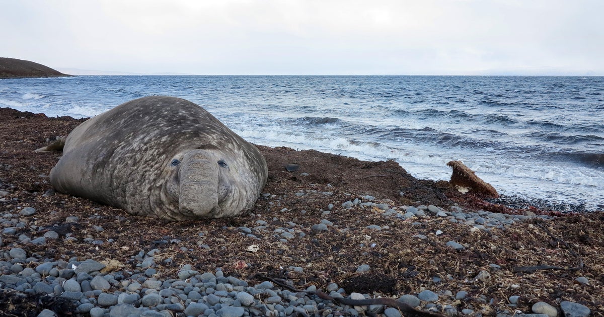 Dozens of elephant seals recruited to be oceanographers