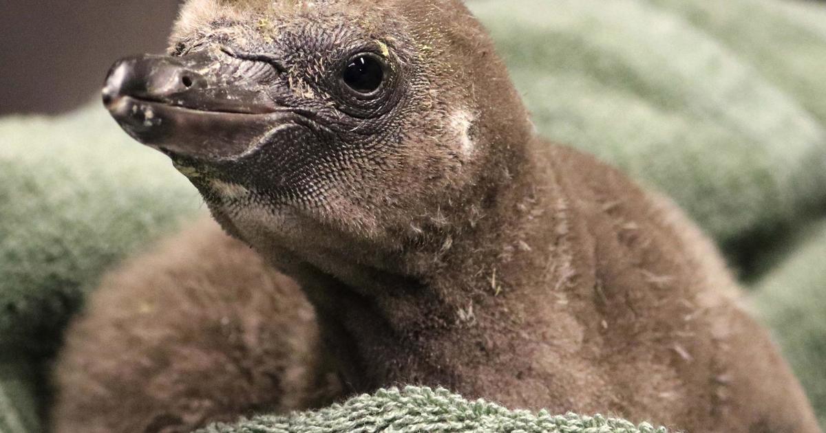 Same-sex penguin couple welcomes chick in a first for this New York zoo