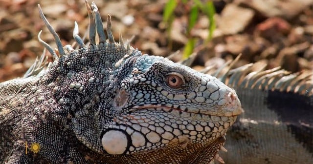 Nature: Iguanas