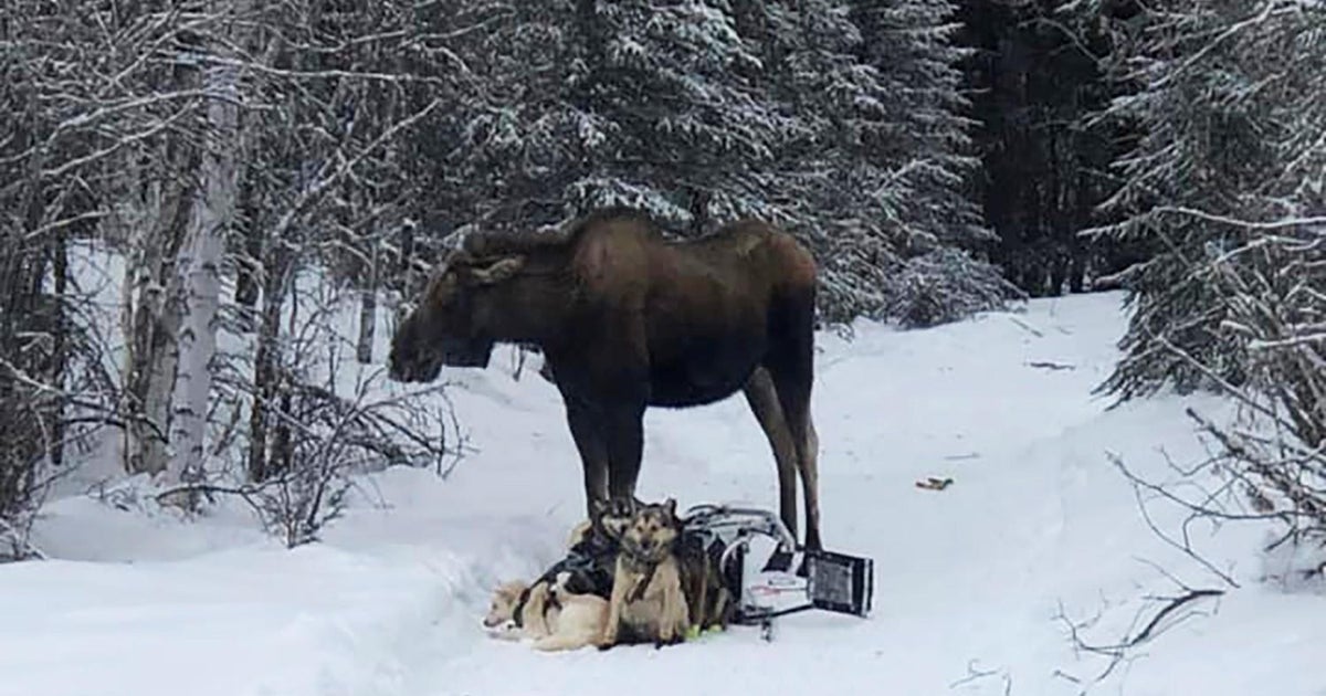 Moose attacks Iditarod sled team, seriously injuring 4 dogs: "He trampled the team and then turned for us" - Vimarsana News