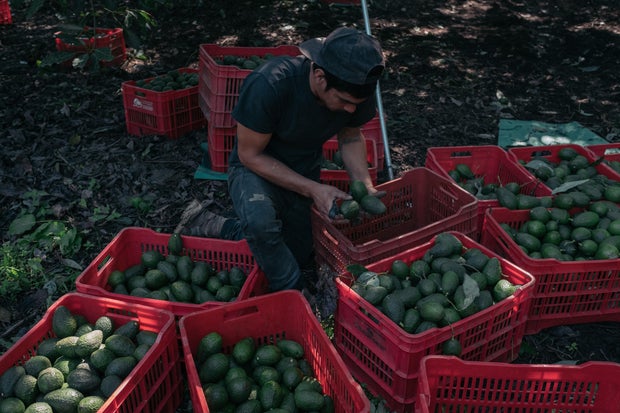 Avocados Huge Boom To Michoacan's Economy