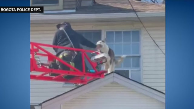 nj-dog-rescued-from-roof-1.png 