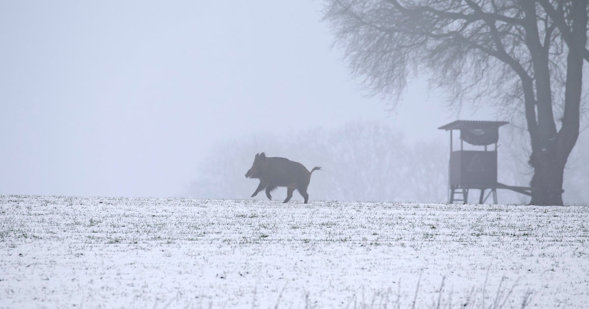 17-year-old girl charged with involuntary manslaughter after accidentally killing woman during wild boar hunt