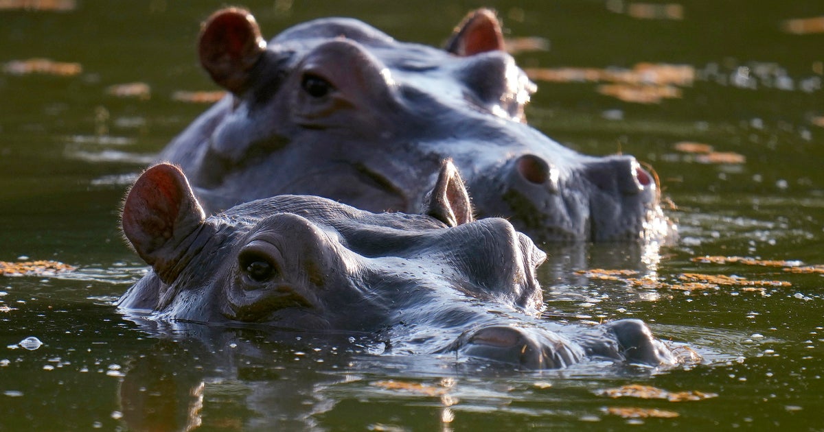 Colombia plans to declare Pablo Escobar's "cocaine hippos" an invasive species. Many locals worry the plan could harm the animals.