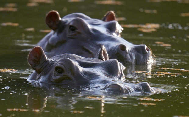 Colombia Hippos 