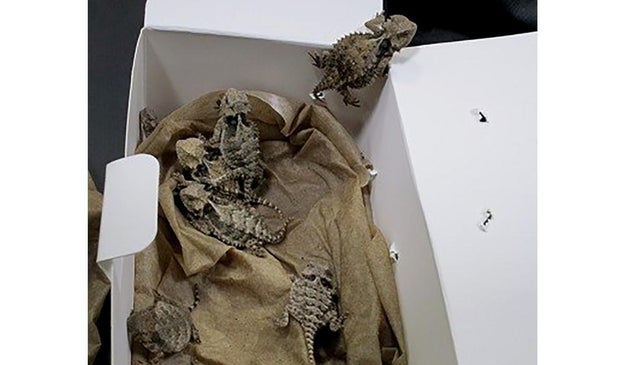 smuggled-reptiles-san-diego-horned-lizards-022522.jpg 