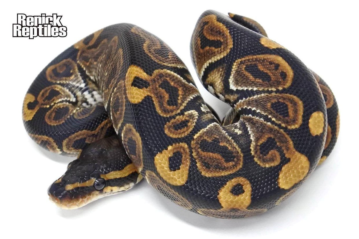 Ben Renick case A look at the murder of the worldrenowned snake