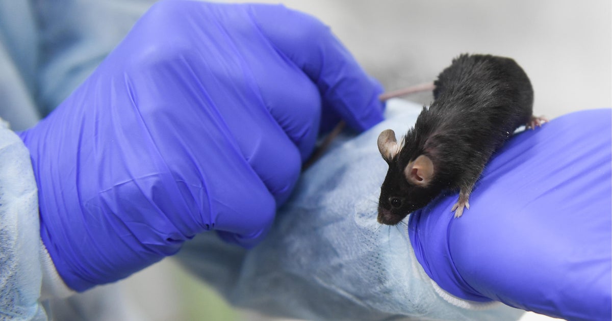 Une étude montre comment l’édition de gènes peut redonner vie à des souris disparues