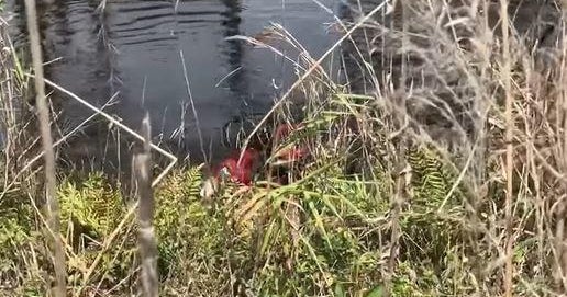 Divers searching "gator-infested waters" after body parts found in Florida nature preserve