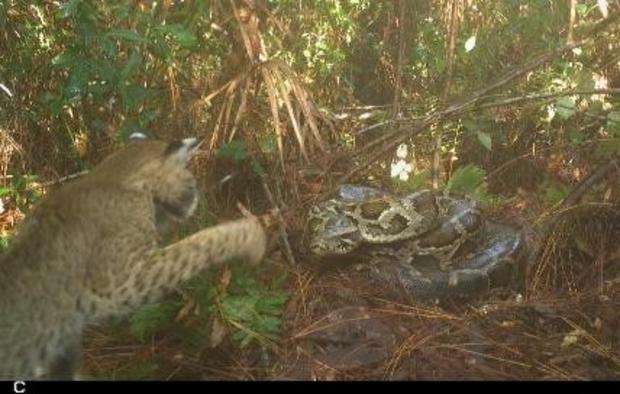 bobcat-vs-python.jpg 