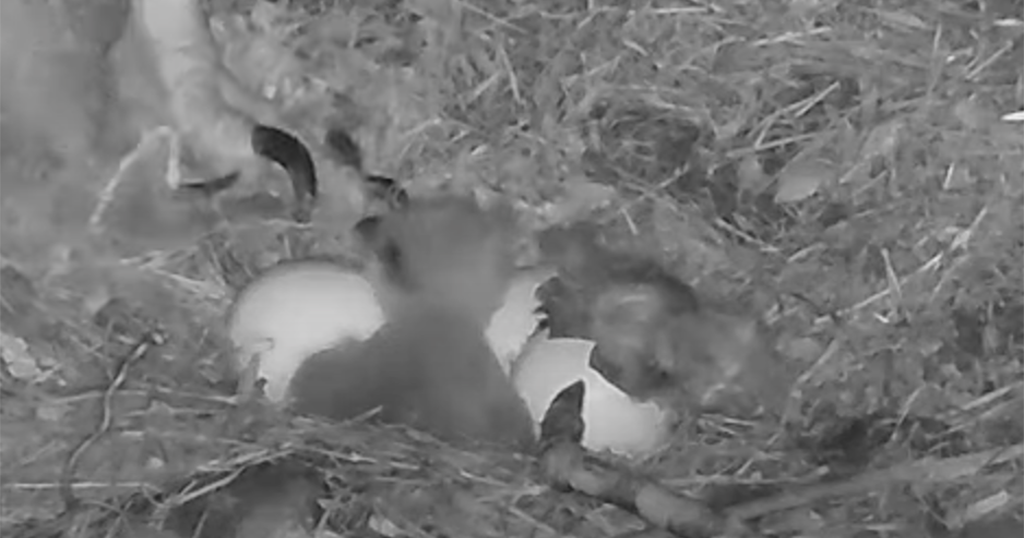 Second Eaglet Of 2022 Hatches In Hays' Bald Eagles Nest - CBS Pittsburgh