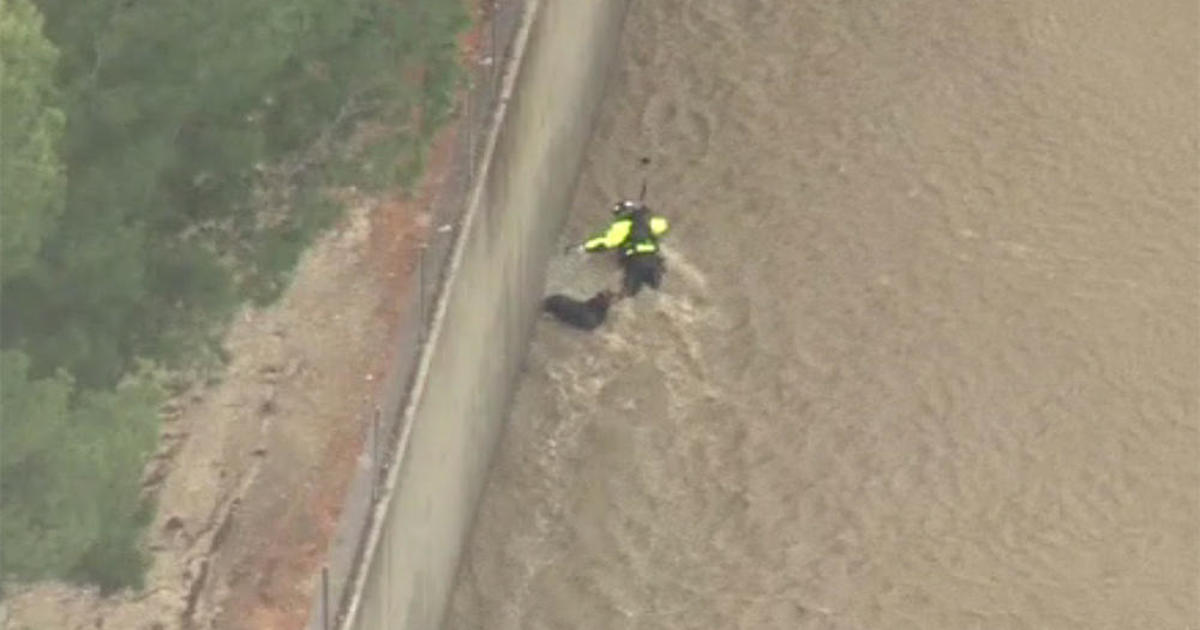 Los bomberos participan en el rescate del perro del caudaloso río de Los Ángeles