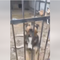 Dogs found dead in Ukrainian shelter after weeks without food or water, charity says