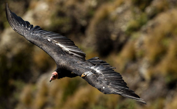 A California Condor soars along the Pacific Ocean shoreline in Big Sur, Calif. on Tuesday August 17, 2010. A number and transmitter identifies the bird as one that is part of the California Condor recovery program at the Pinnacles National Monument. Many 