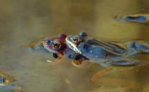 Extended Nature Video: Wood frogs 