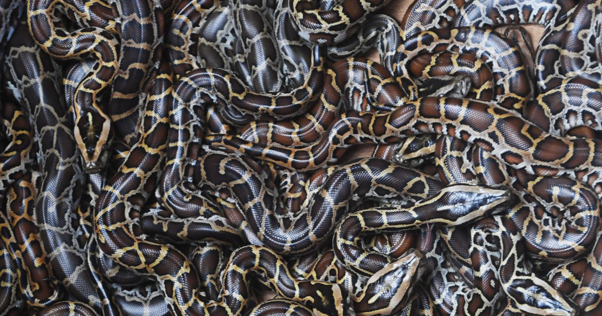 Maryland man with over 100 snakes in his home died from snake bite, officials say