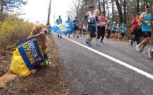 Beloved therapy dog named official dog of Boston Marathon 