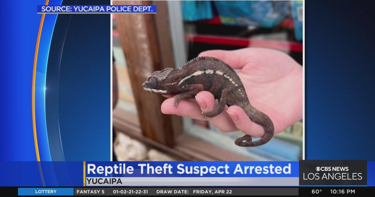 Suspect arrested after allegedly stealing pricey reptiles from Yucaipa