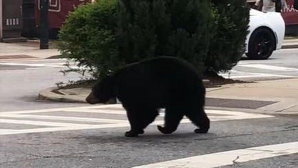 black-bear.jpg 