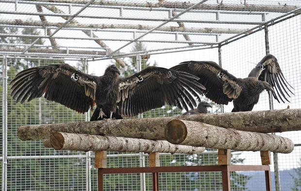 California Condors 