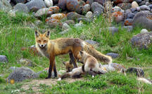 Extended Nature Video: Mother fox and her kits 
