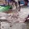 Giant stingray caught in Cambodia