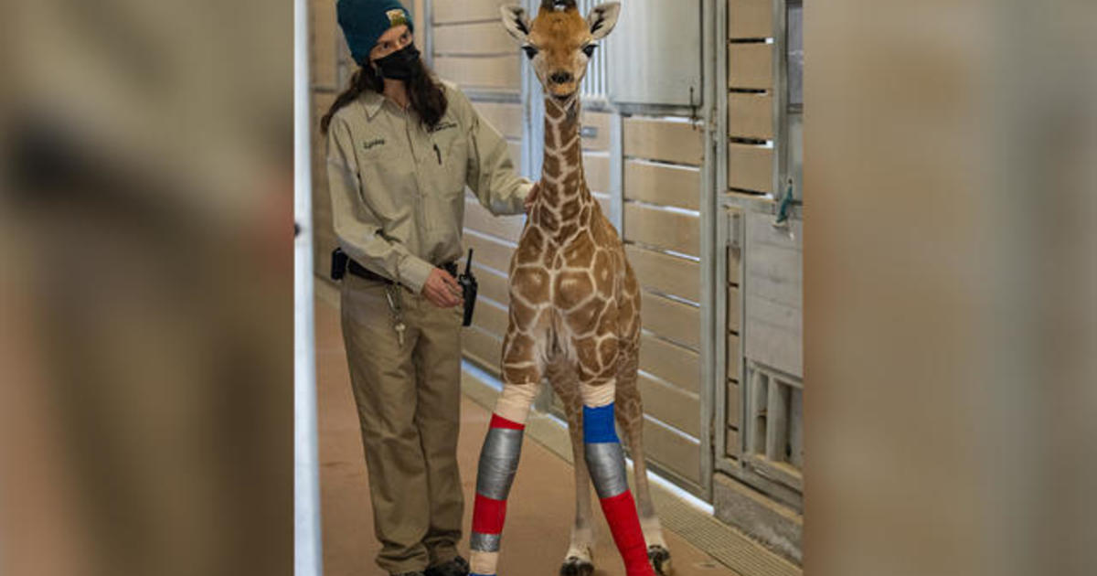 3-month-old giraffe at San Diego Zoo walks thanks to leg braces