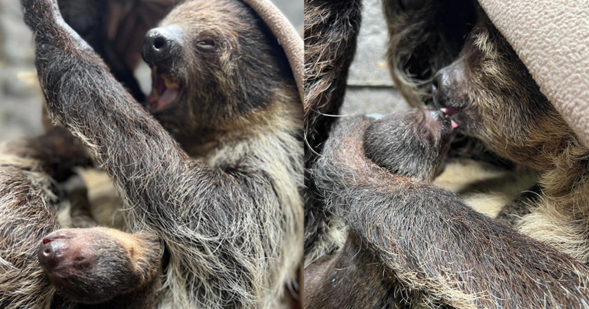 Wildlife Learning Center in Sylmar celebrates its first-ever birth of two-toed sloth baby